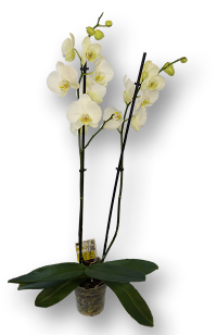 Orhidee alba ghiveci 2